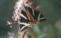 euplagia quadripunctaria