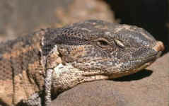 Varan des savanes
