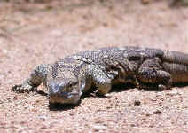 Varan exanthematicus
