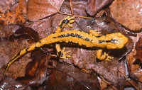 Salamandra fastuosa