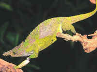 cameleon fischeri