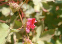 fleur de coton