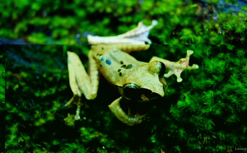 Boophis madagascariensis