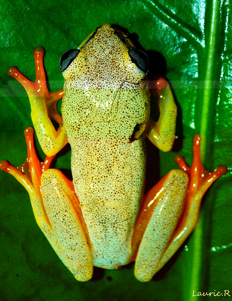 Heterixalus madagascariensis