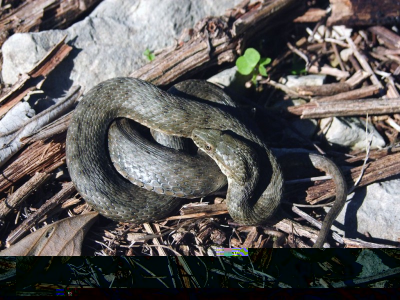 Natrix tesselata, Krka