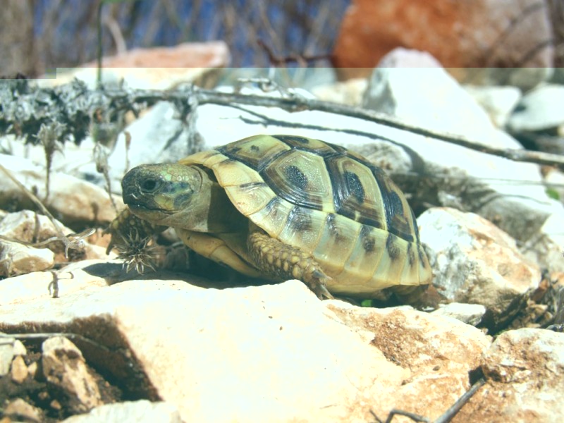 Testudo hermanni