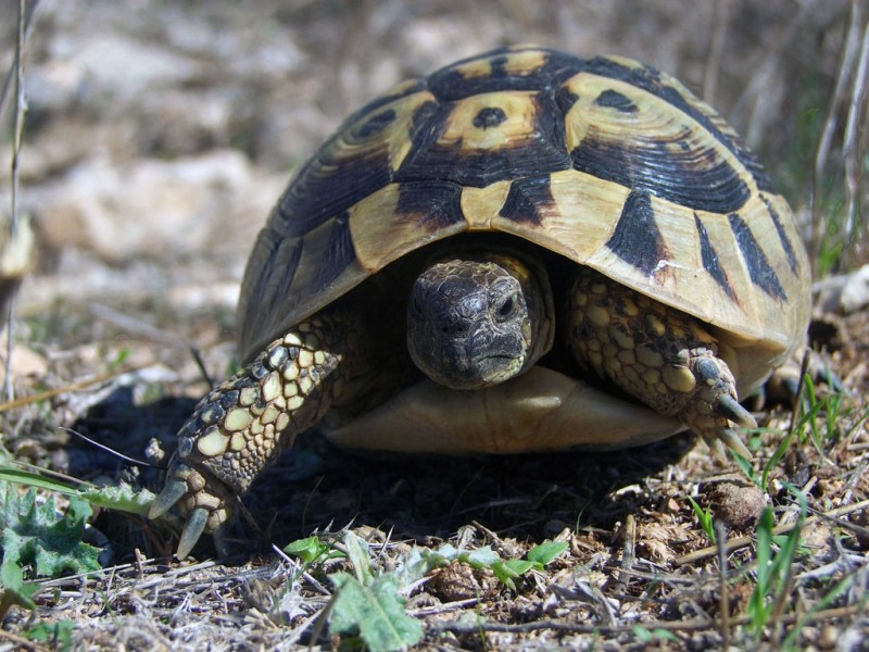 Testudo hermanni