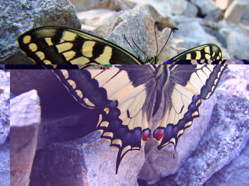 Papilio machaon