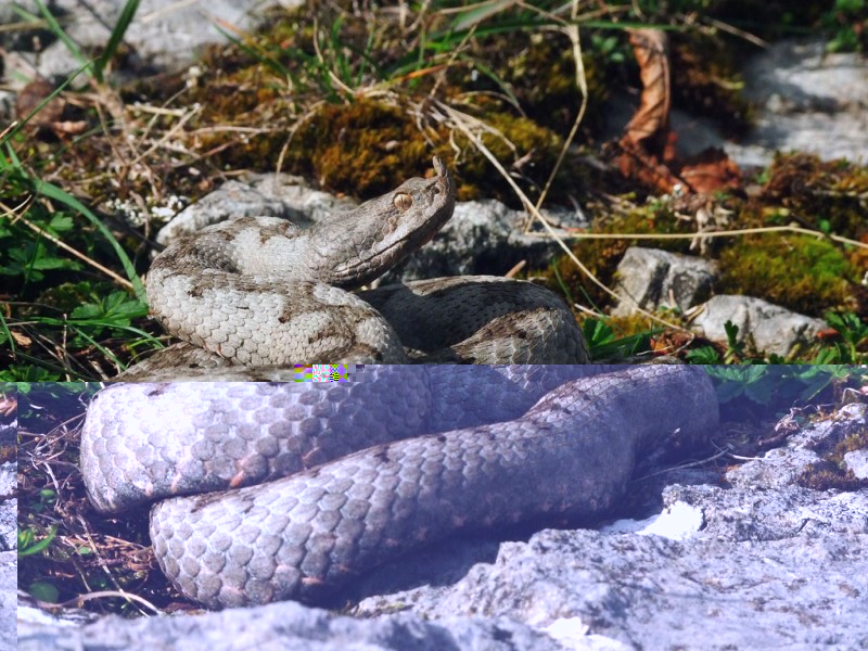 Vipera ammodytes