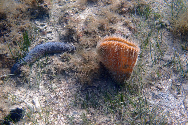 Holothuria forskali &amp; Pinna nobilis