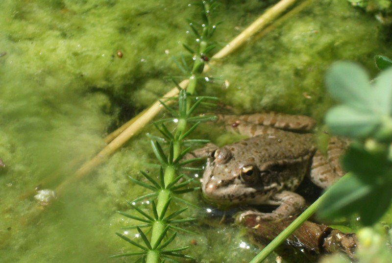 Grenouille (modifié).JPG