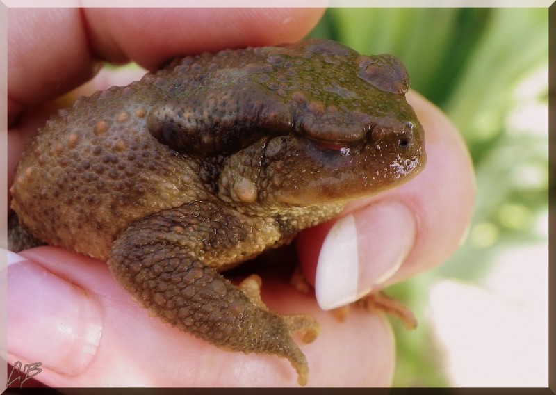 Bufo bufo  23 juin 2013 juste sorti de l'eau  blog.jpg