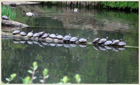 tortue zoo de lille.jpg