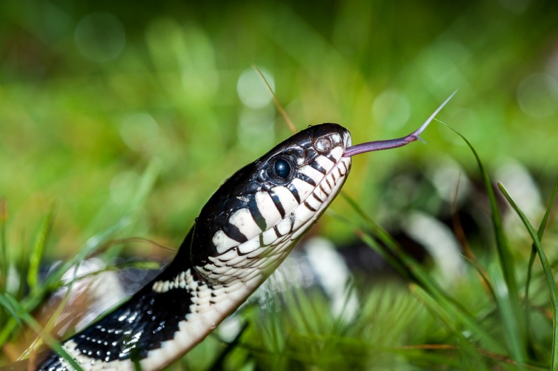 Boiga Dendrophila Melanota variante noir et blanche