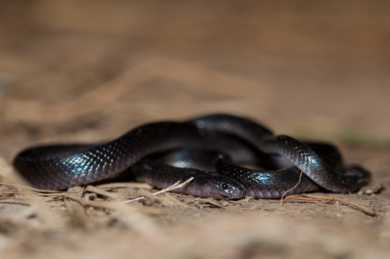 Bungarus Candidus le serpent le plus mortel de Bali