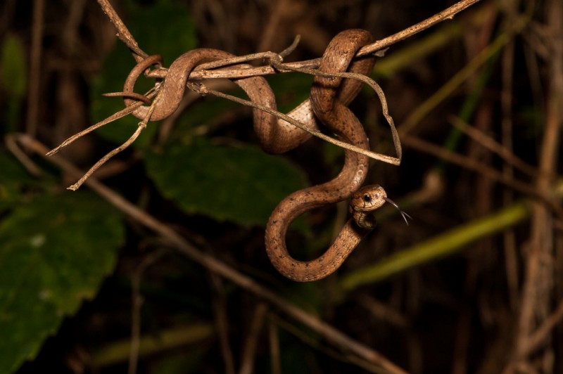 Pareas Carinatus