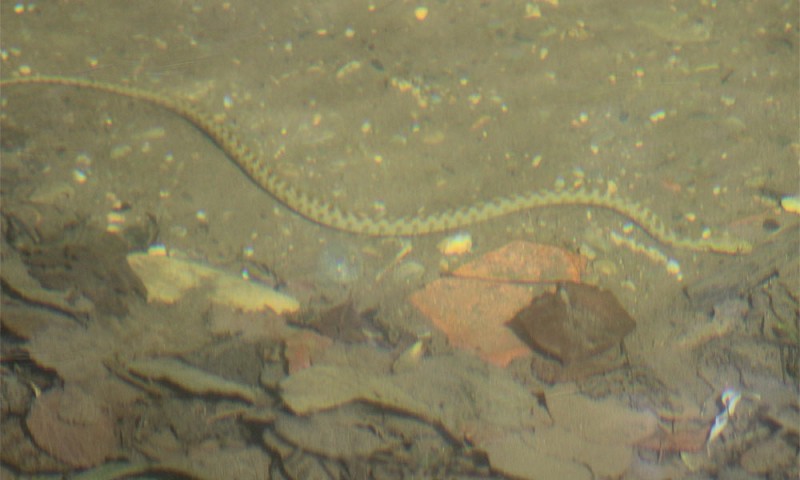 serpent sous l'eau