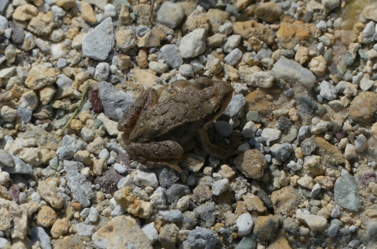 grenouille.JPG