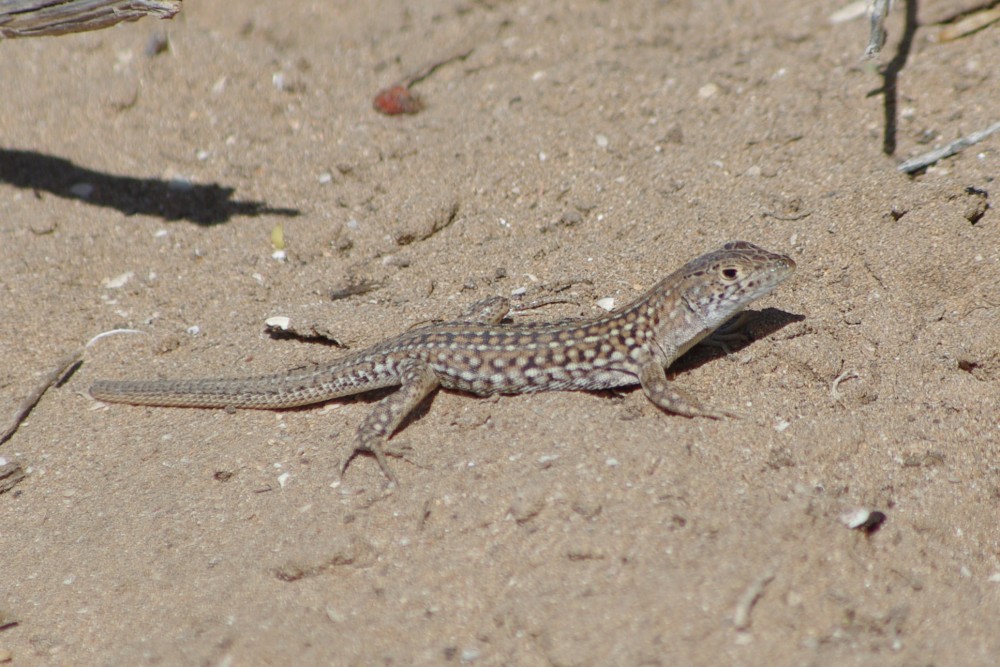 047 Acanthodactylus.jpg