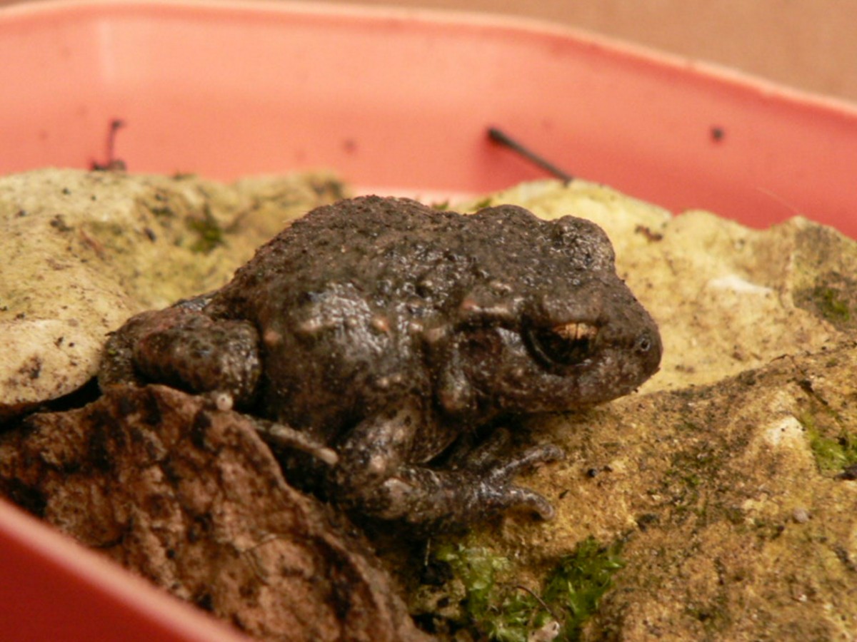 P1330300.JPG (235 Kio) Vu 26058 fois Alyte