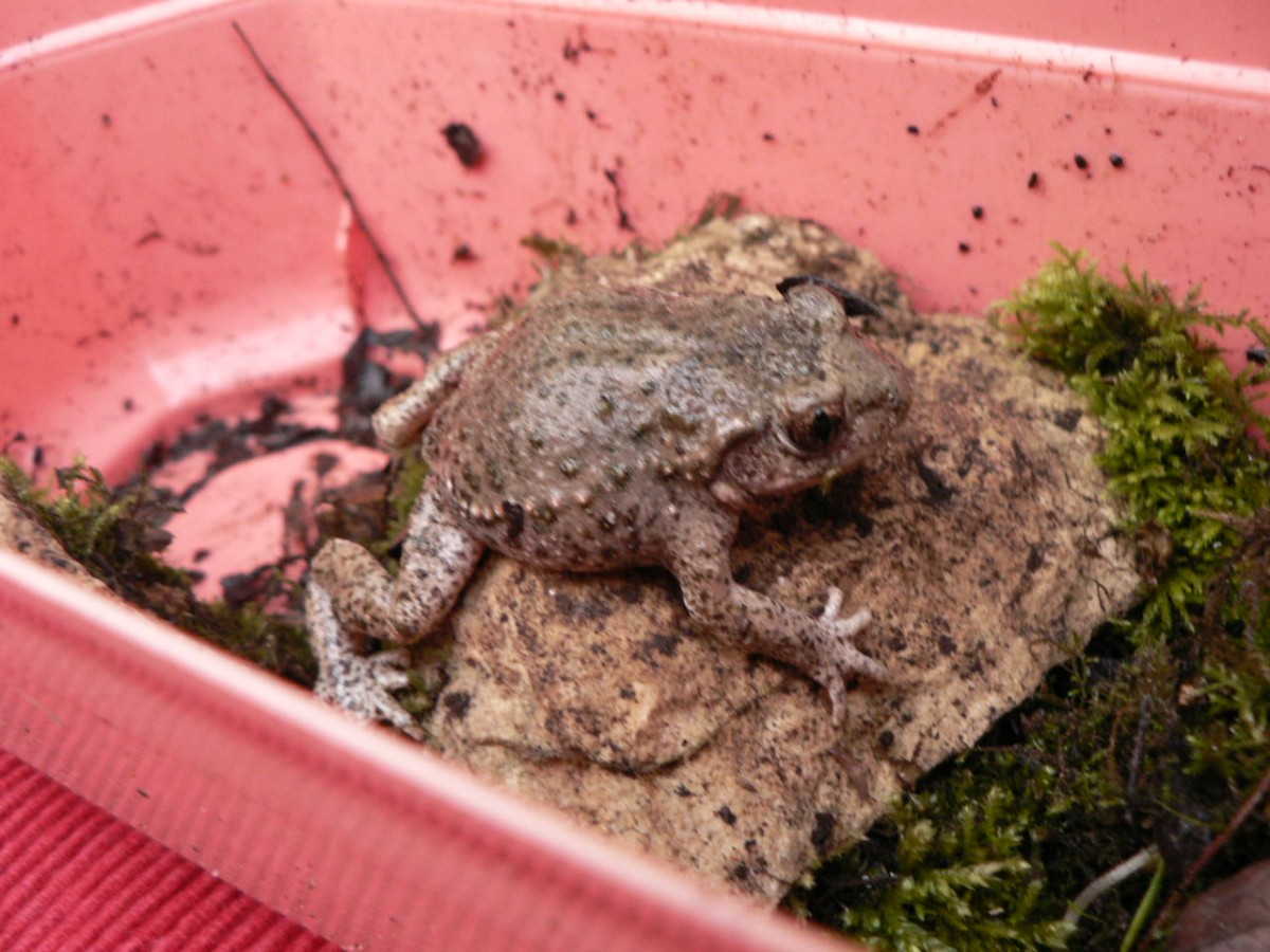 P1330348.JPG (213.14 Kio) Vu 26572 fois Alyte