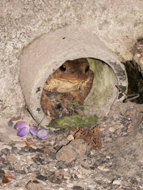 Du coup le tuyau n'a pas été bouché ! Gros Bufo.