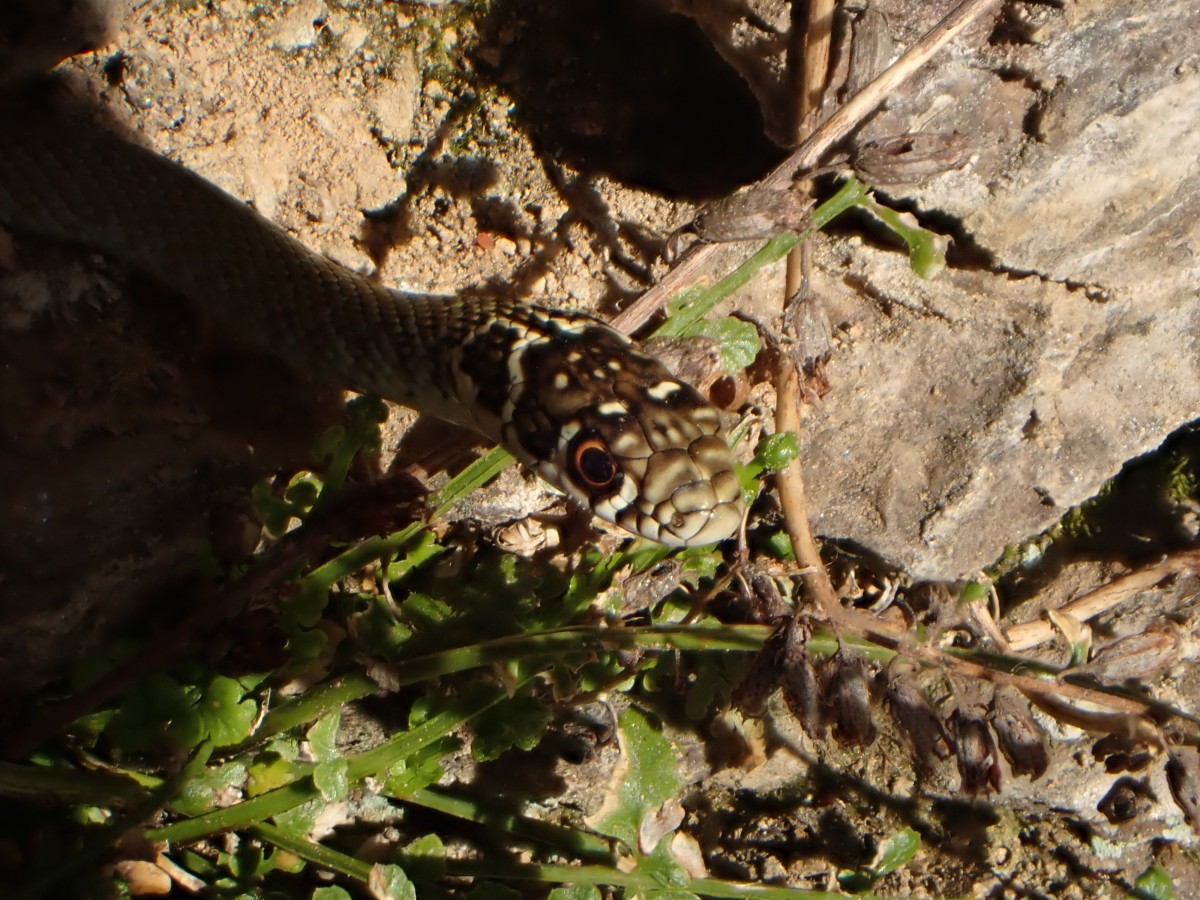 Hierophis viridiflavus_Cardonnié (3).JPG
