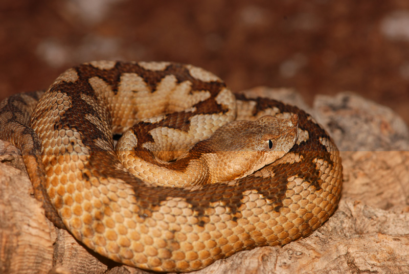 ammodytes ammodytes du Lac Skutari, Montenegro, Photo Michaël Corboz