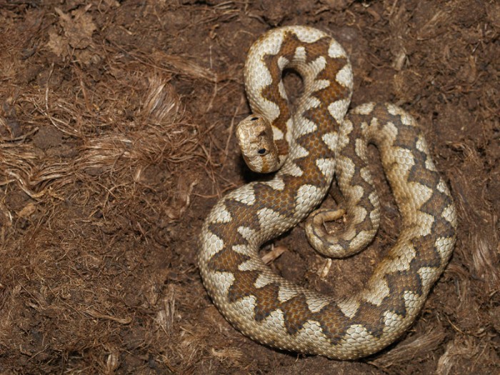 Vipera ammodytes ammodytes juvénile du Lac Skutari, Montenegro