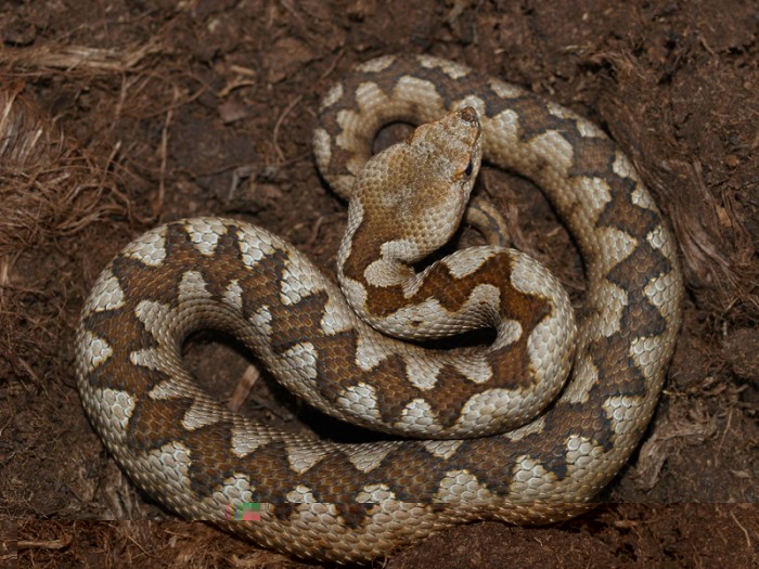 Vipera ammodytes ammodytes juvénile du Lac Skutari, Montenegro