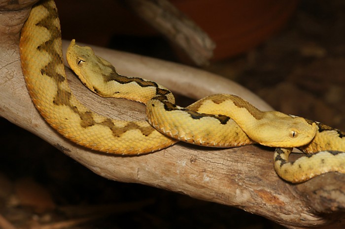 V.-am.-jaune-0002.jpg (151.52 Kio) Vu 24216 fois Photo Edmond Montavon