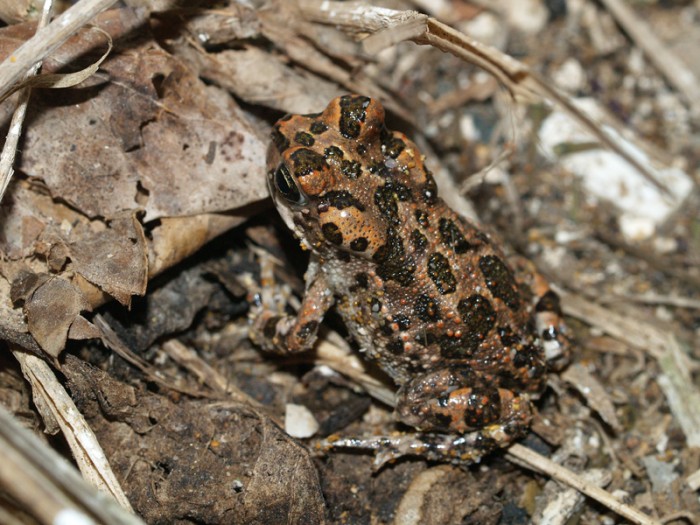 Bufo viridis ? Bufo boulengeri ? jeune en sortie nocturne