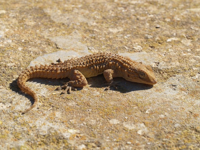 Tarentola mauritanica, portrait