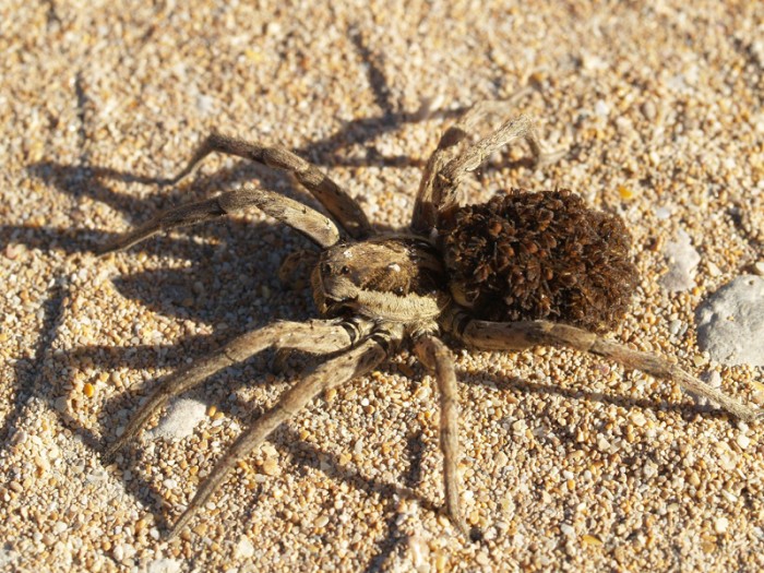 Lycosa narbonensis avec ses jeunes, elle y est très attentive et se retourne brusquement si un tombe de son abdomen.