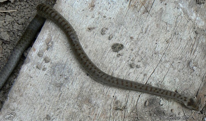 à identifier reptile 9 10 2010.jpg