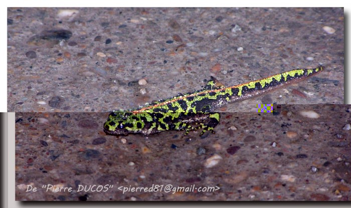 Triton marbré (Triturus marmoratus) de P.Ducos