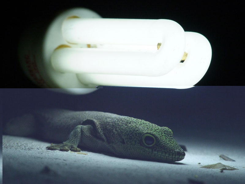 Phelsuma sp. sous lampe de la chambre