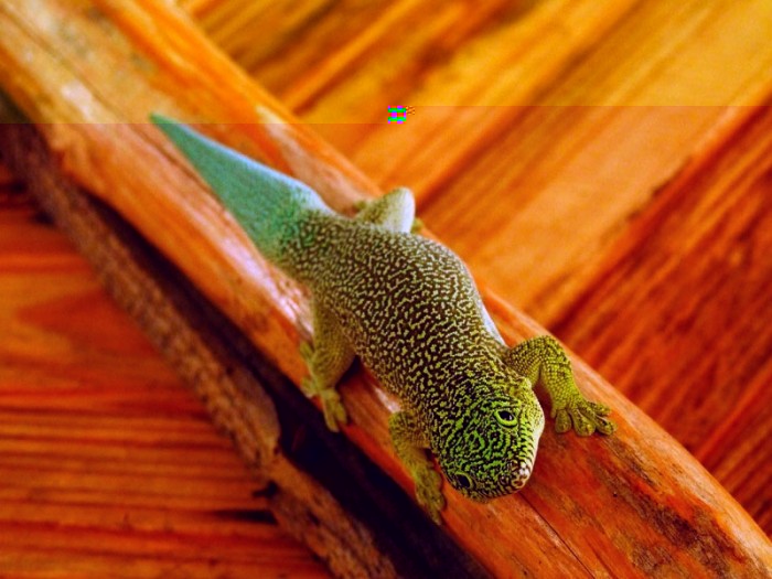 Phelsuma sp. dans l'hôtel