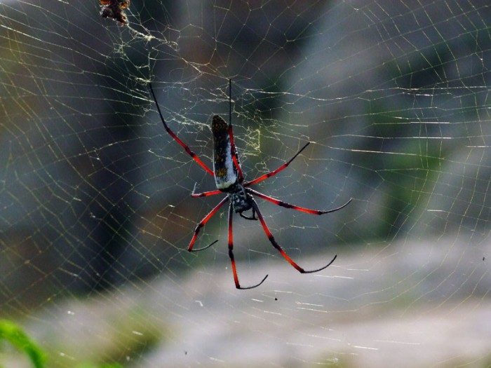 Nephila madagascariensis dans l'Isalo