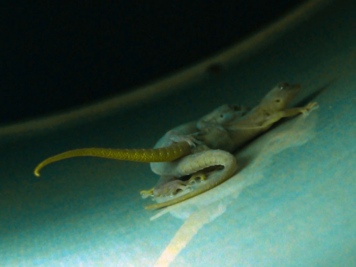 Accouplement de geckos dans ma maison à Tuléar