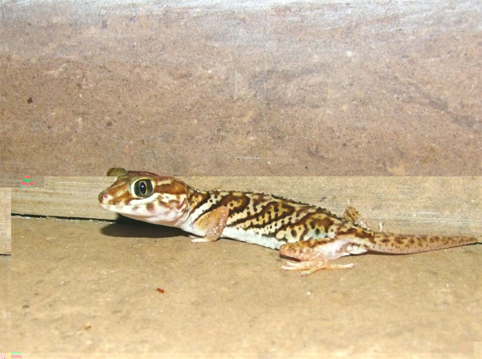 Paroedura sp. pictus ? dans l'hôtel à Ifaty