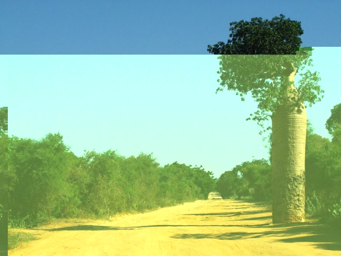Baobab sur la route entre Morombe et Tuléar