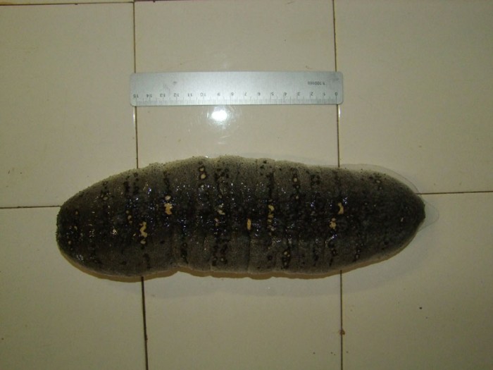 Holothuria scabra ou ma raison d'être allé à Madagascar