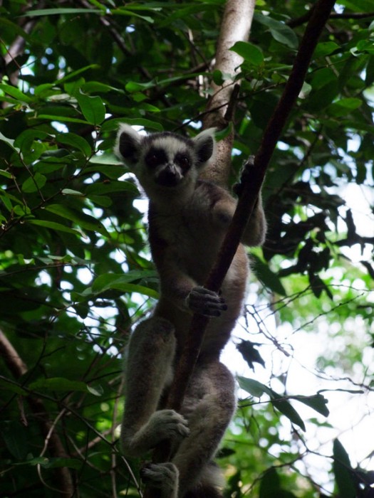 Lemur catta dans l'Isalo