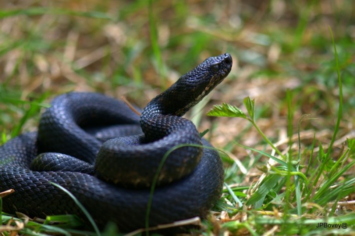 DSC_8344.jpg (300.2 Kio) Vu 24817 fois je ne vais pas ici vous en dire plus, je connais une personne qui a la science infuse de ces bébêtes