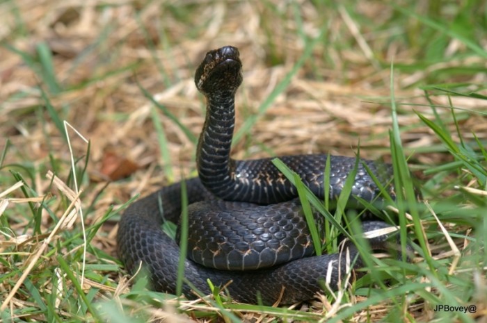 L'aspect d'un cobra près a bondir sur sa proie