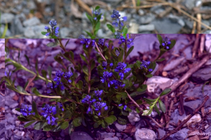 Polygale du calcaire (Polygala calcarea)