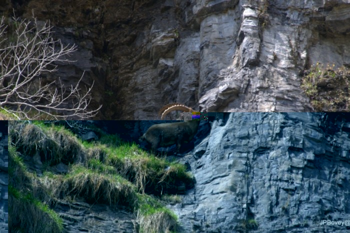 Bouquetin : Alpe, Caucase, Asie central, et une espèce particulière en Espagne.<br />Toute les hardes actuelles (20000 animaux dans les seules Alpes) proviennent des quelques douzaines de survivants protégés naguère dans le parc national du grand paradis, en Italie.