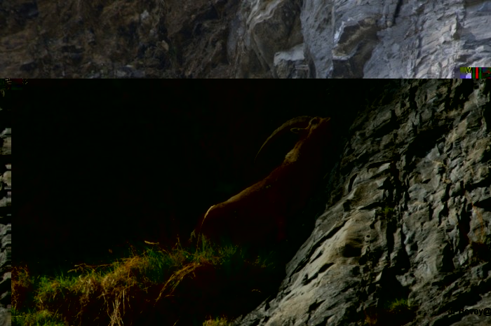 DSC_8524.jpg (406.2 Kio) Vu 24179 fois C'est la première fois que je suis si près d'eux il ne sont pas farouches et ne craignent pas l'homme si on tient une distance de cent mètres sans trop bouger.