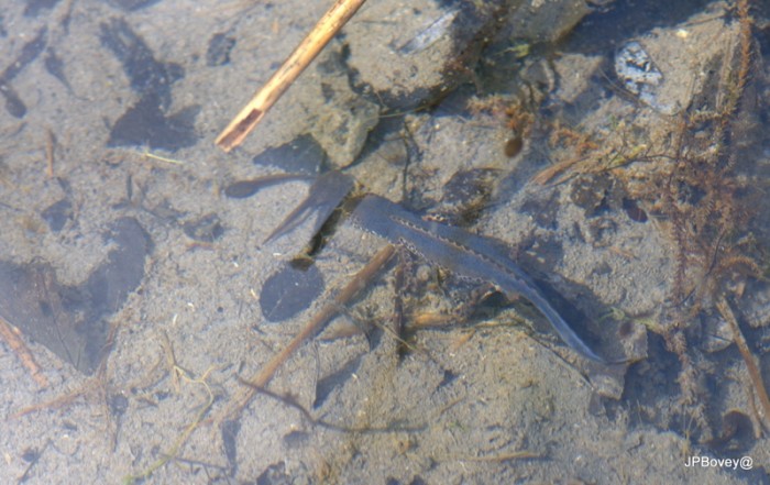 DSC_8582.jpg (385.45 Kio) Vu 24179 fois triton alpestre dans un des quelques étangs.